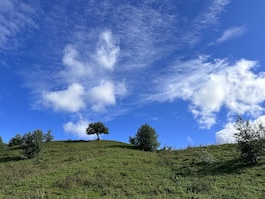 malvikroute
