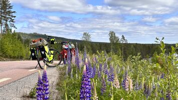 Lupine (©Gerrit Vink)