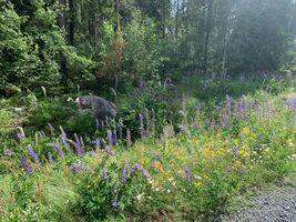 lupine3