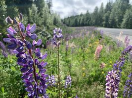 lupine4