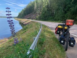 lupine5