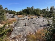 aland00016